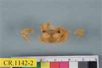 藏品(斑點擬相手蟹)的圖片